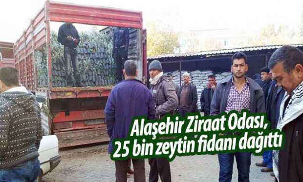 Alaşehir Ziraat Odası, 25 bin zeytin fidanı dağıttı